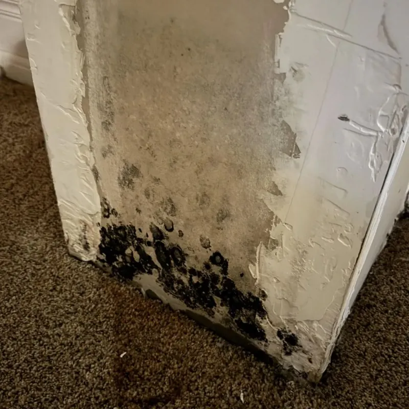 Professional Mold Removal in Mitchell County, IA